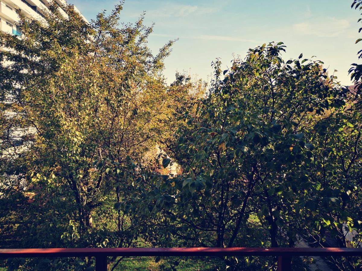 Dragonfly Studio With Garden Braşov Esterno foto